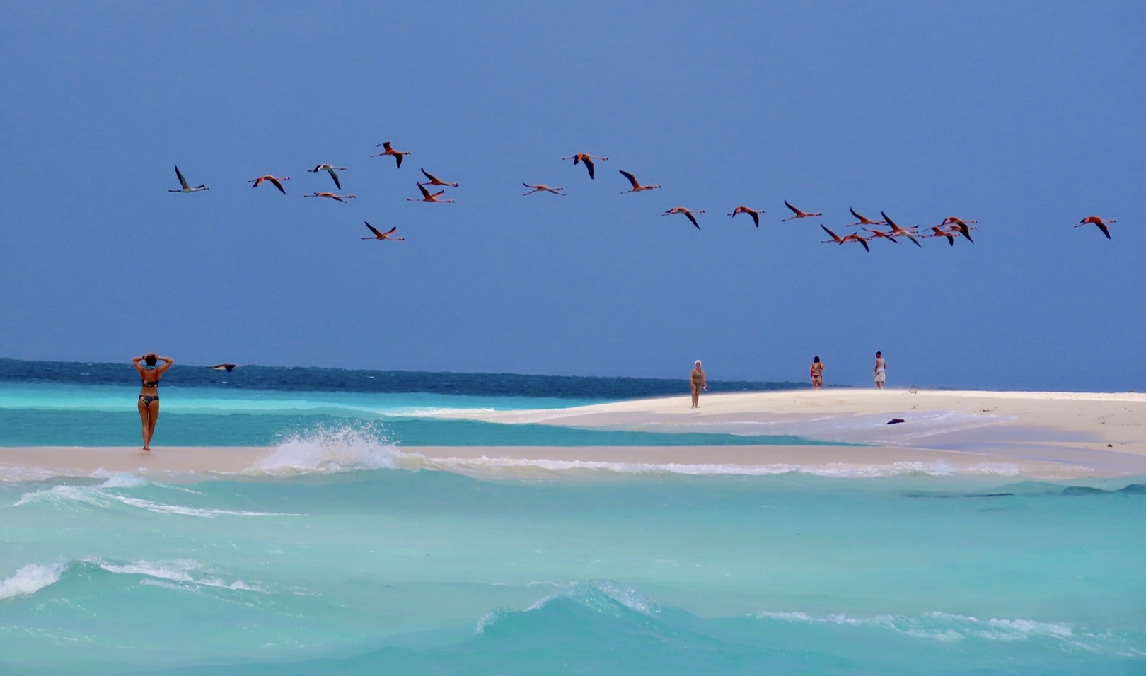 Fenicotteri sorvolano una spiaggia tropicale dalle acque turchesi